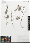 Foto von Salix repens L.